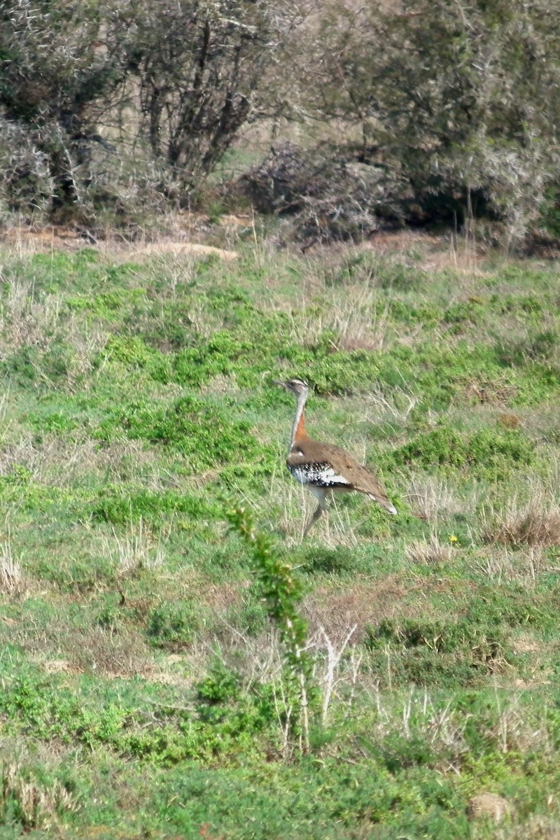 Denham's Bustard - ML644072569
