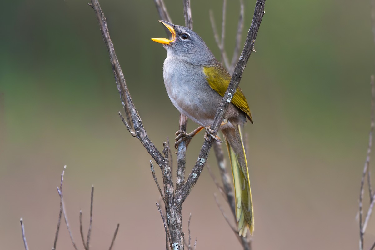 serraspurv - ML644072572