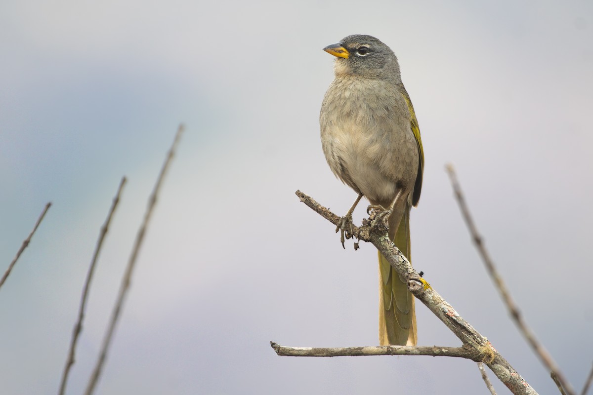 serraspurv - ML644072573