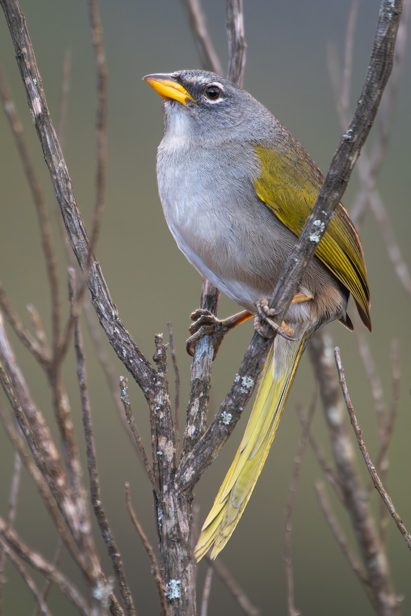 serraspurv - ML644072574