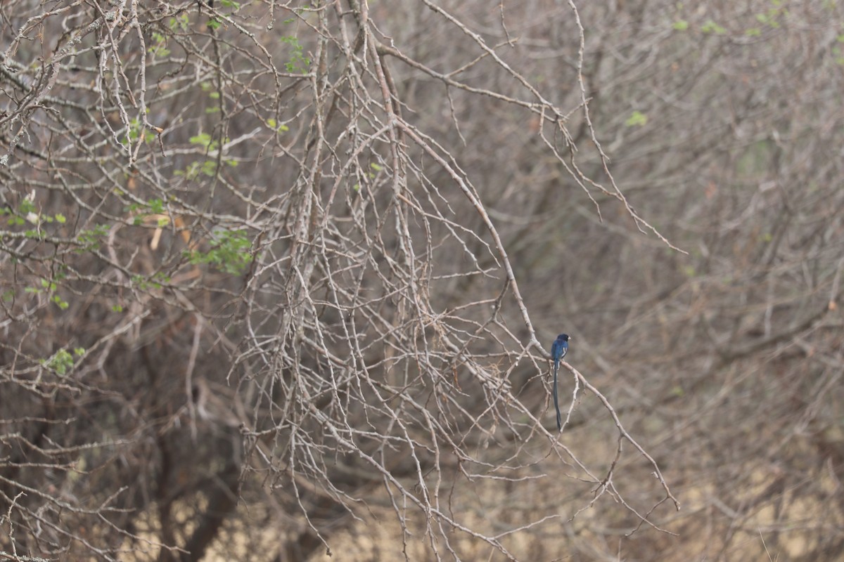 Steel-blue Whydah - ML644072575