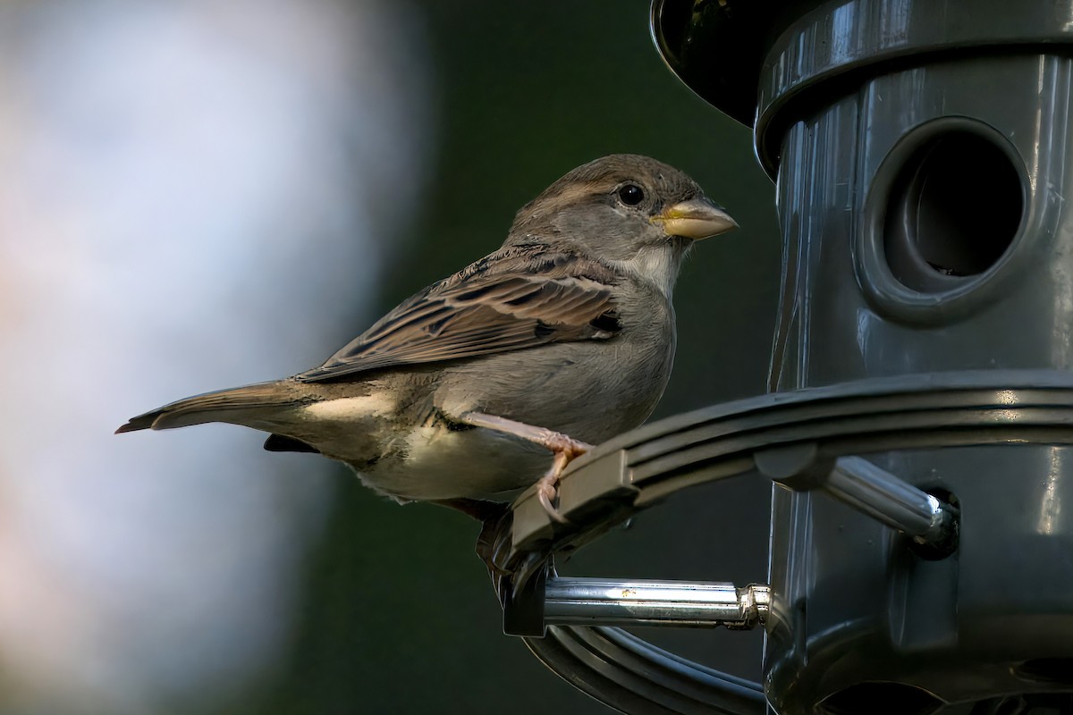 House Sparrow - ML644072587