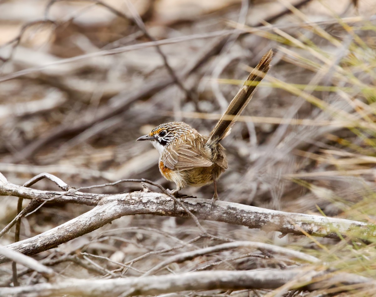 stripegressmett - ML644072590