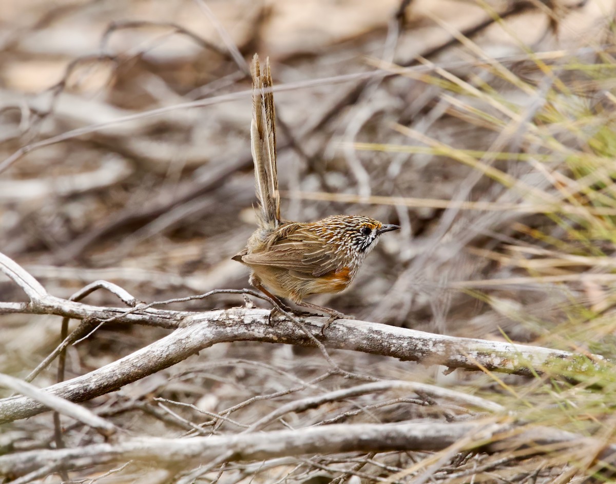 stripegressmett - ML644072592