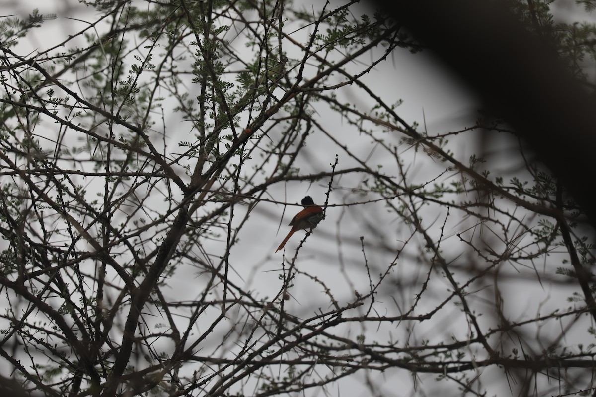 African Paradise-Flycatcher - ML644072595