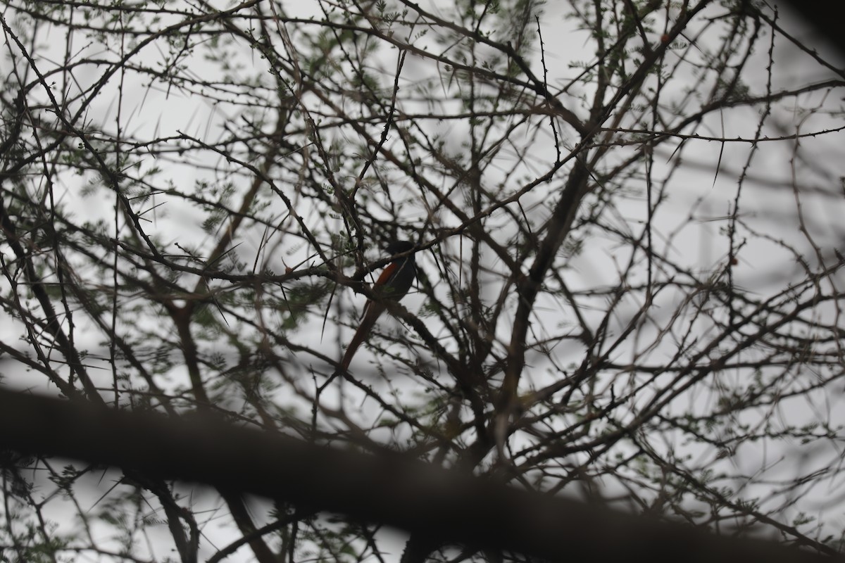 African Paradise-Flycatcher - ML644072596