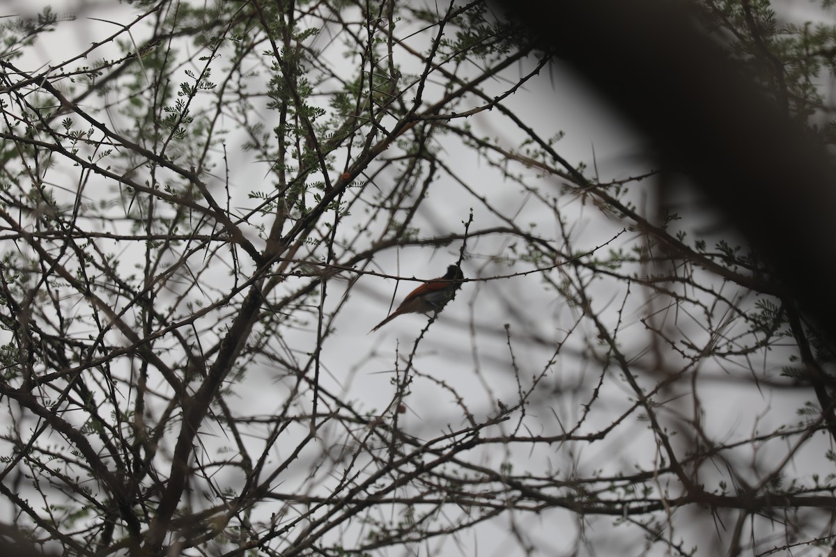 African Paradise-Flycatcher - ML644072597