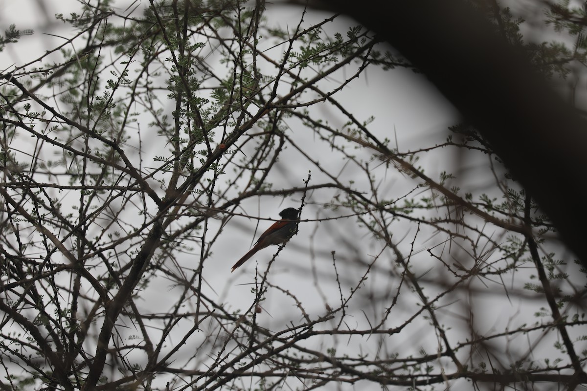 African Paradise-Flycatcher - ML644072598