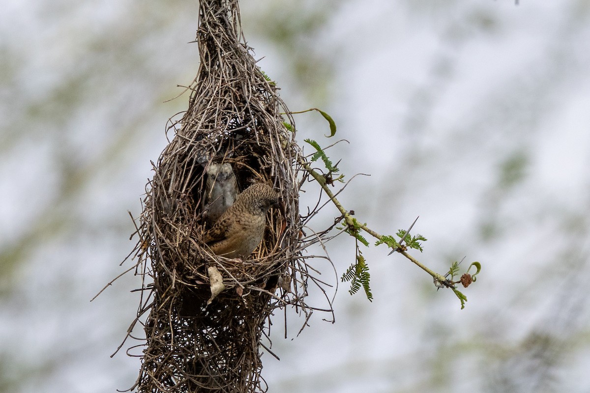 Cut-throat - ML644072605