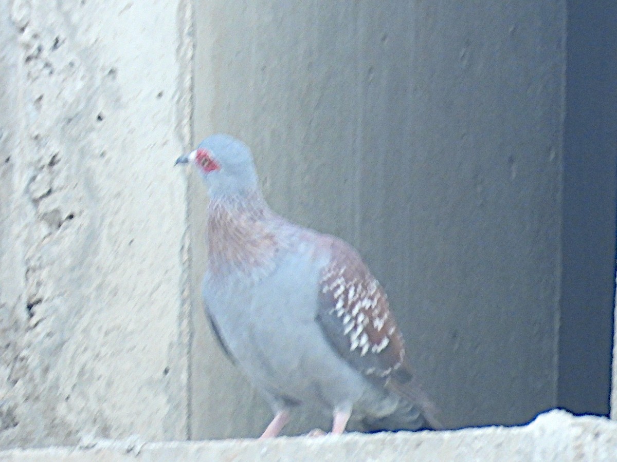 Speckled Pigeon - ML644072606