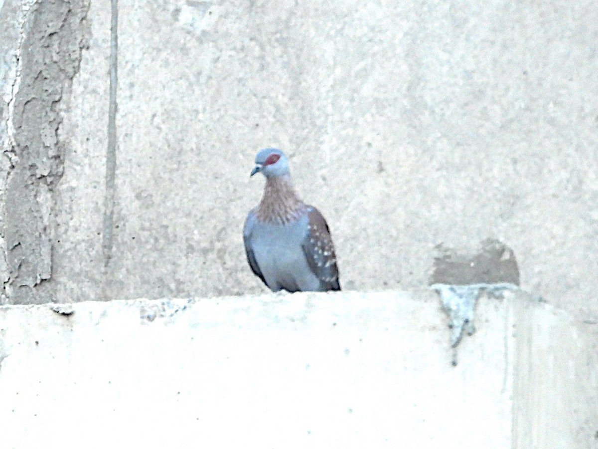 Speckled Pigeon - ML644072607