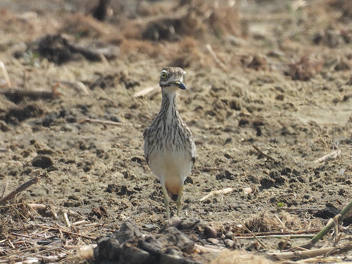 Лежень річковий - ML644072619