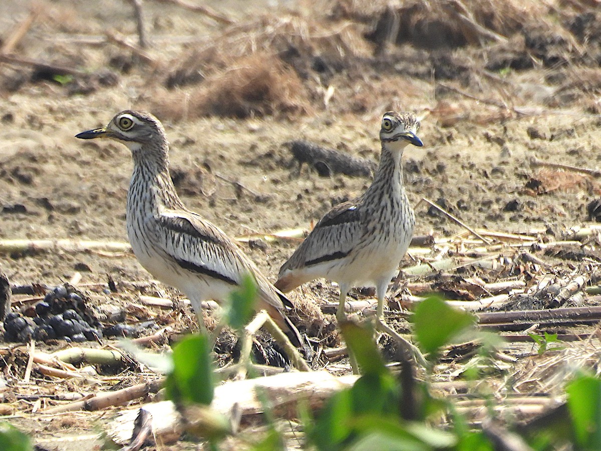 Лежень річковий - ML644072620