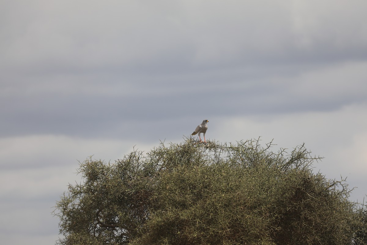 Eastern Chanting-Goshawk - ML644072631