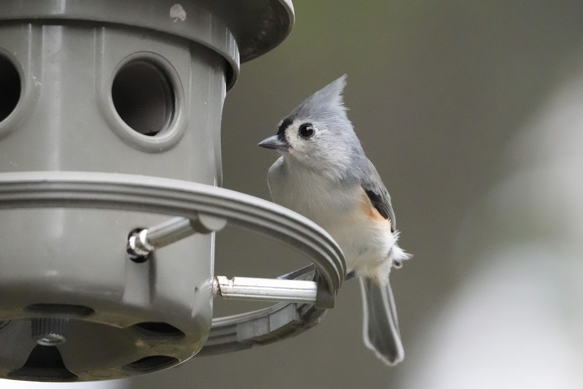 Tufted Titmouse - ML644072646