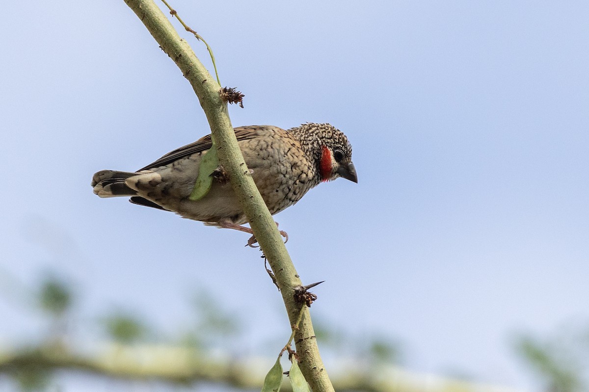 Cut-throat - ML644072652