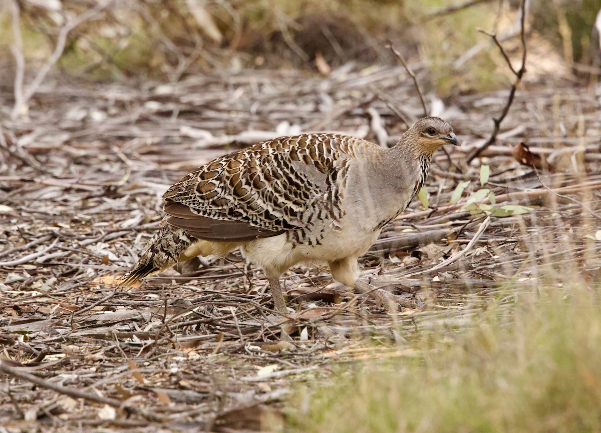 Malleefowl - ML644072659
