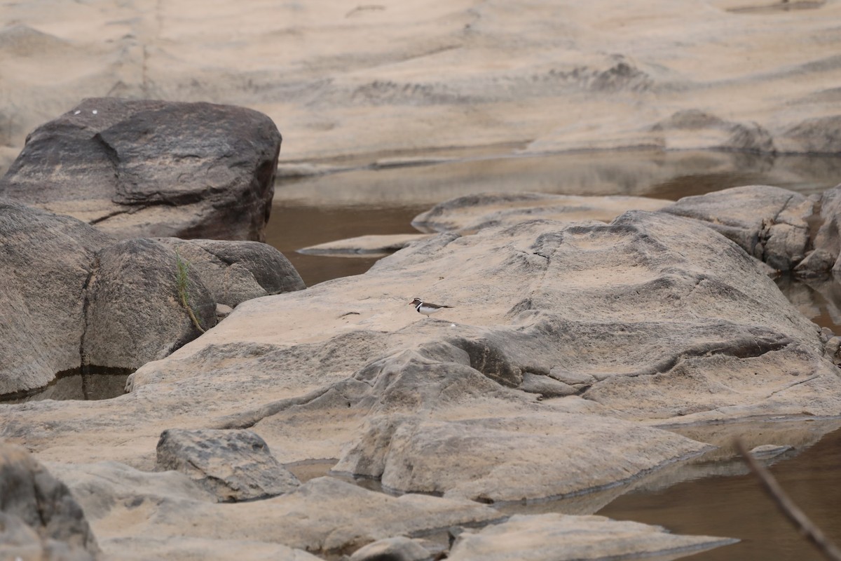 Three-banded Plover - ML644072670