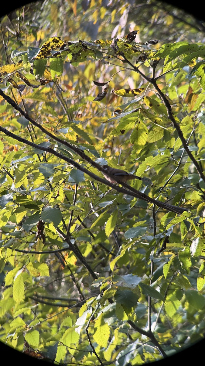 Bıyıklı Gevezeardıç - ML644072673