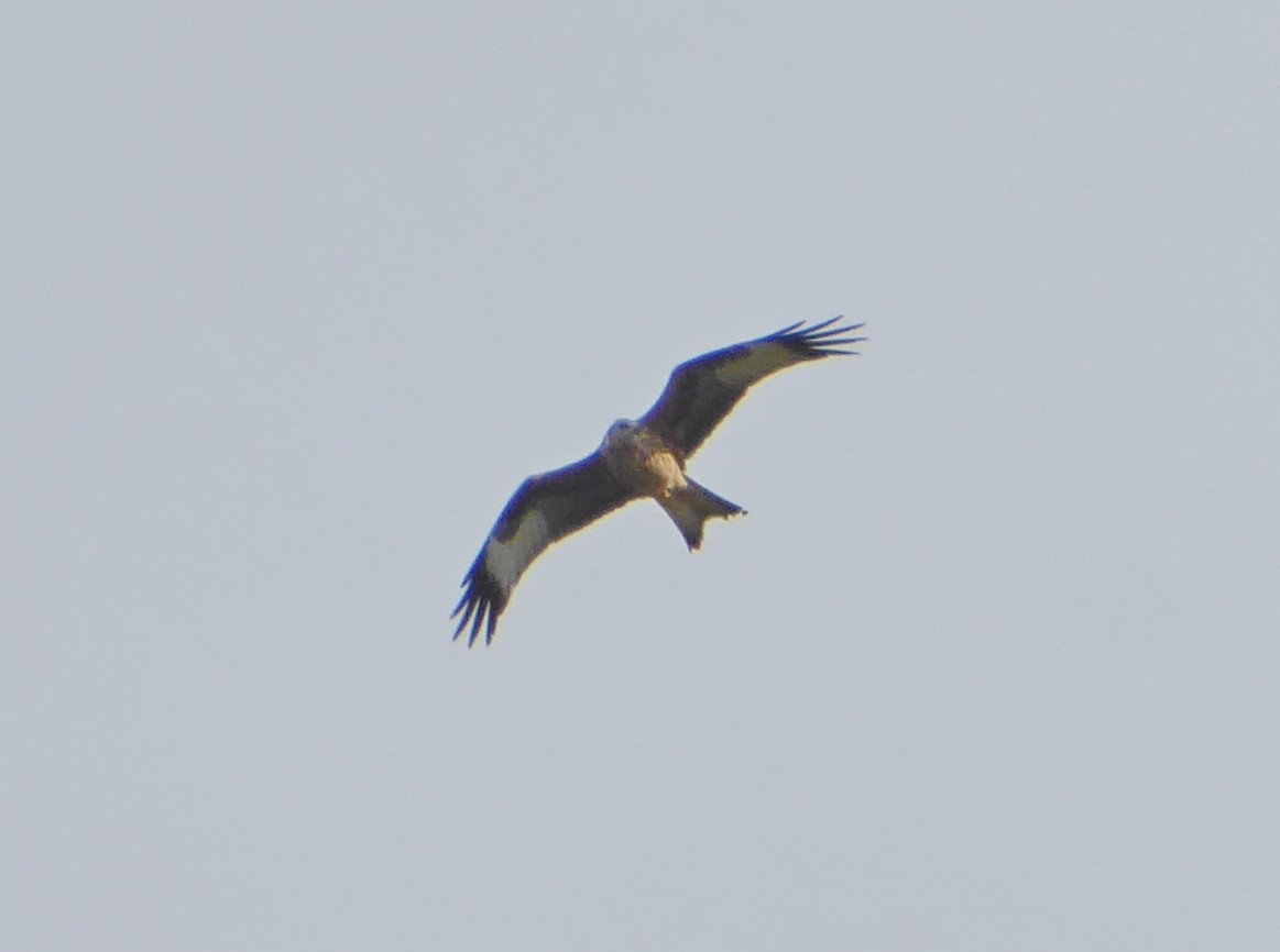 Red Kite - ML644072678