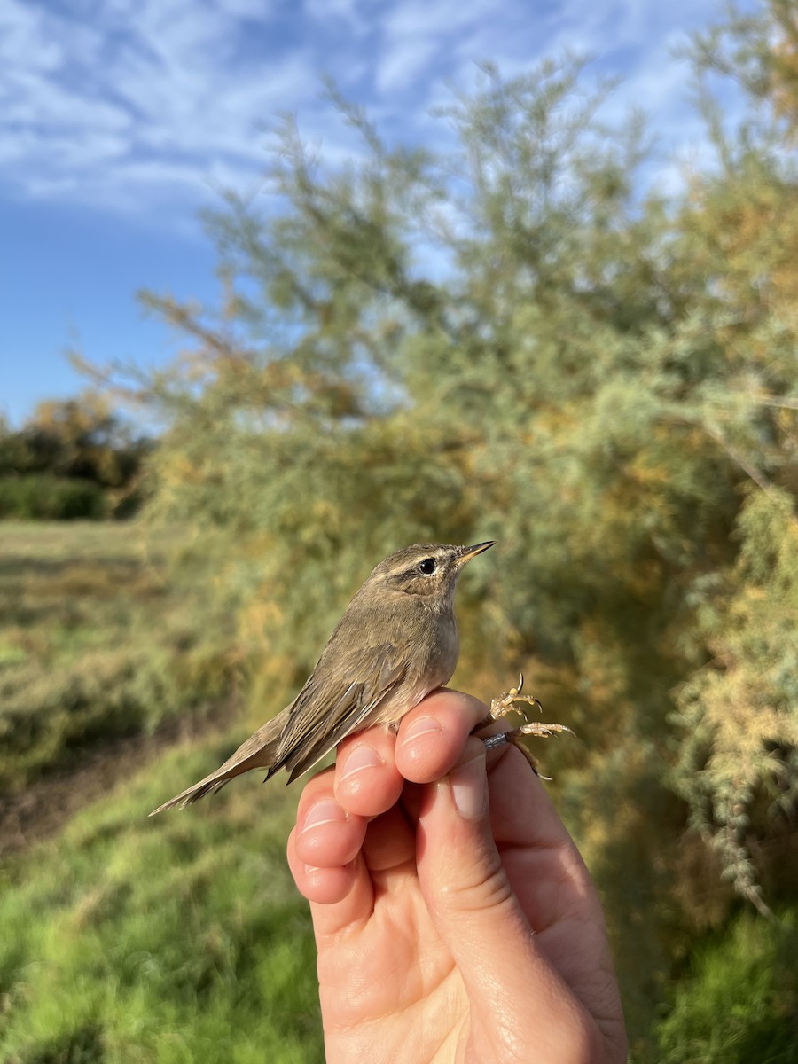 brunsanger - ML644072679