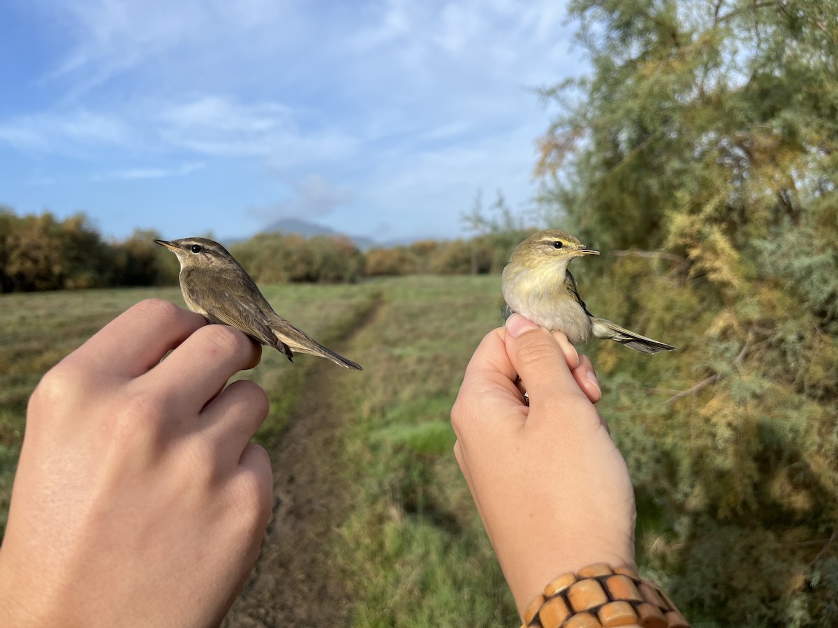 brunsanger - ML644072680