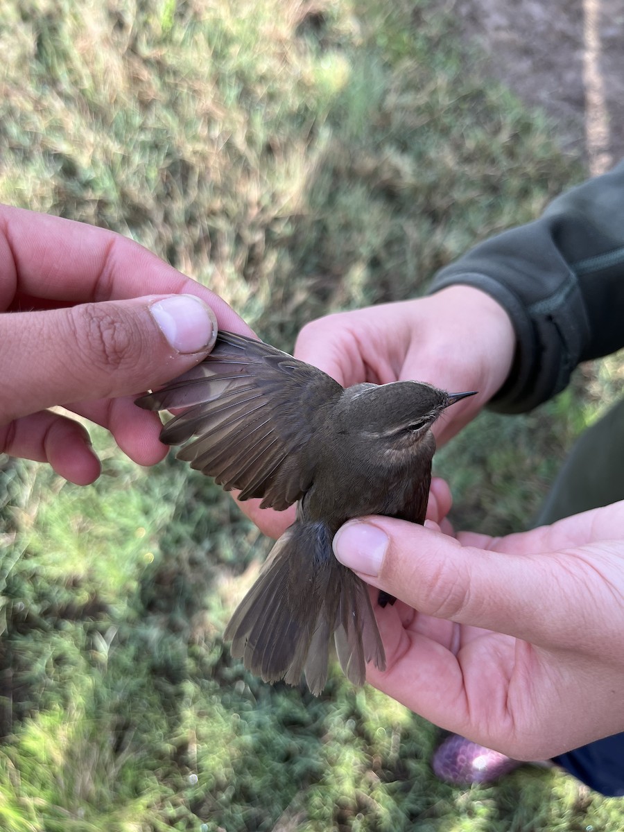 brunsanger - ML644072681