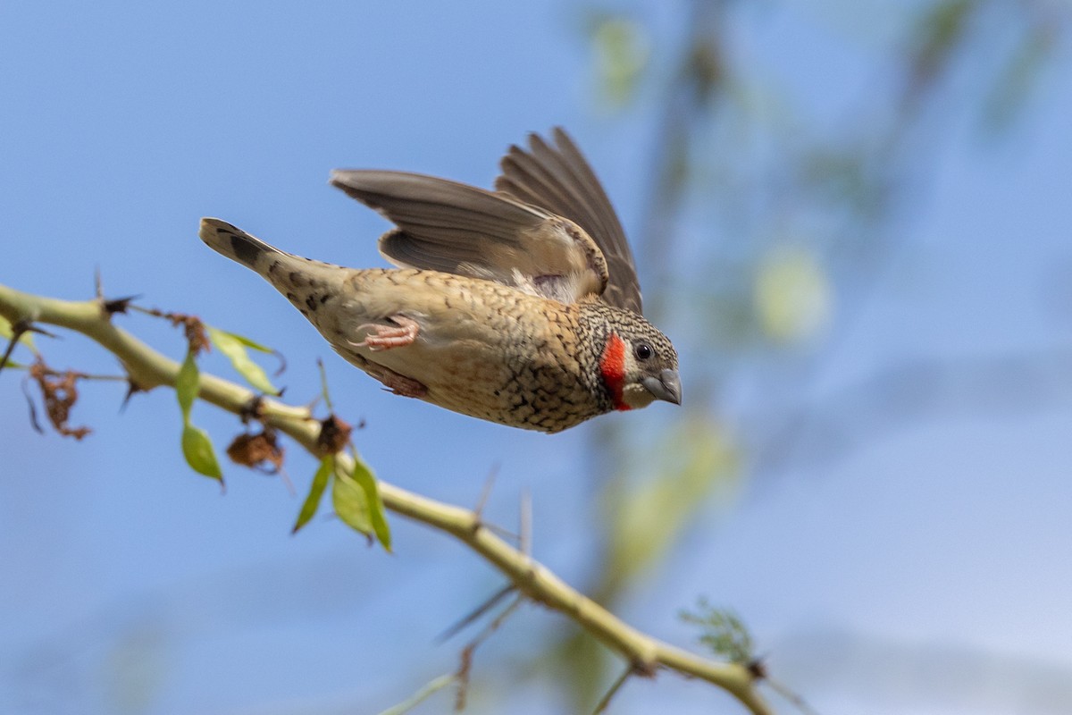 Cut-throat - ML644072689