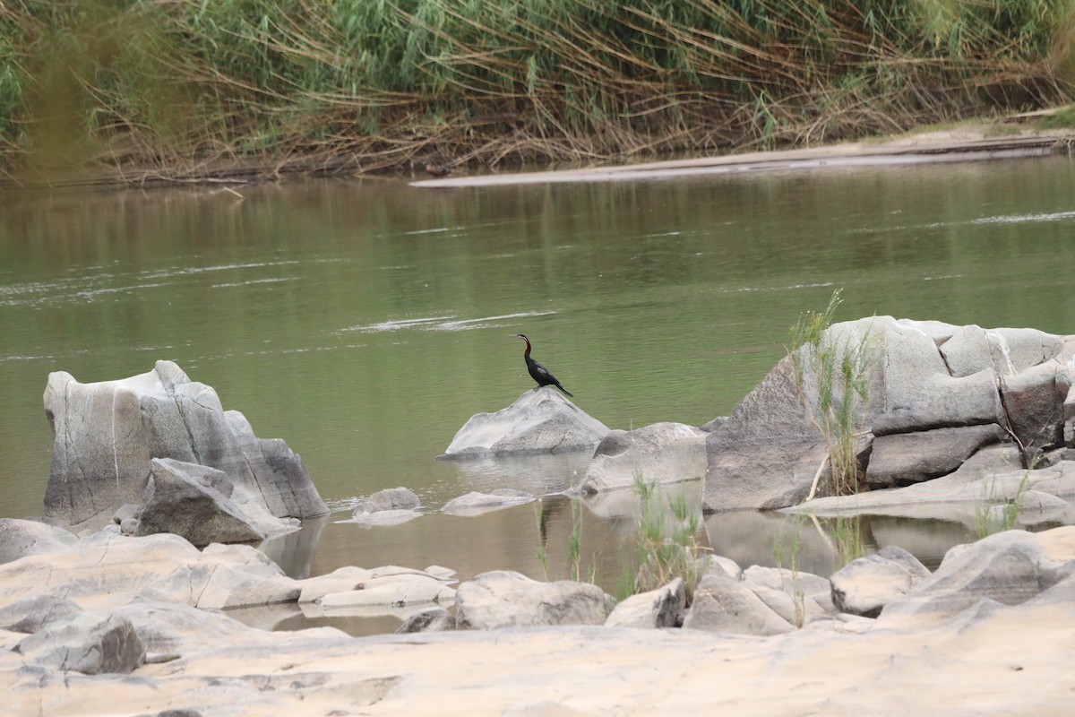 anhinga africká - ML644072701