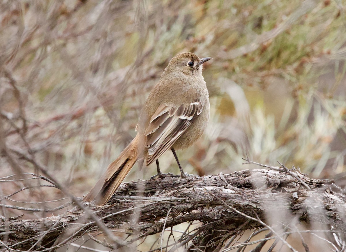 Southern Scrub-Robin - ML644072707