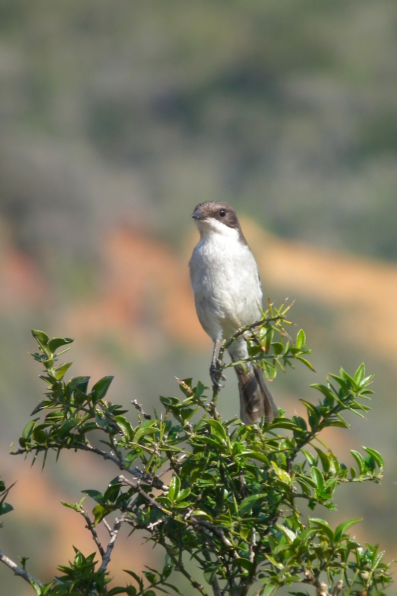 Fiscal Flycatcher - ML644072708