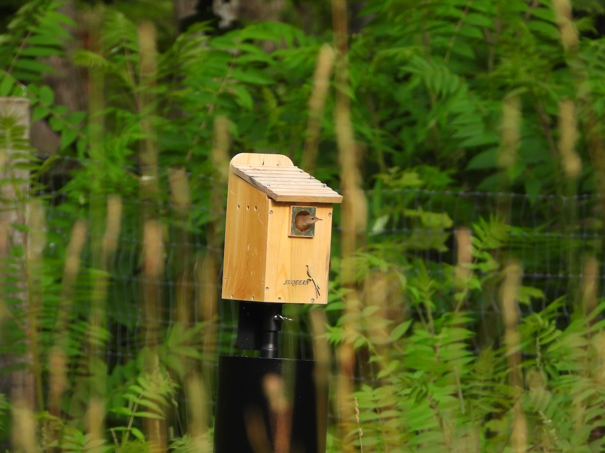 Northern House Wren - ML644072714