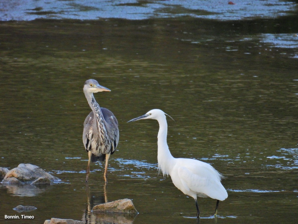 Little Egret - ML644072717