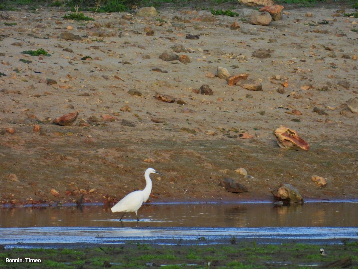 Little Egret - ML644072718