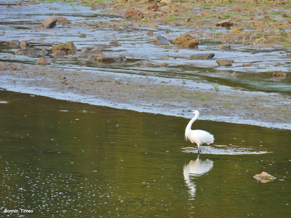 Little Egret - ML644072719