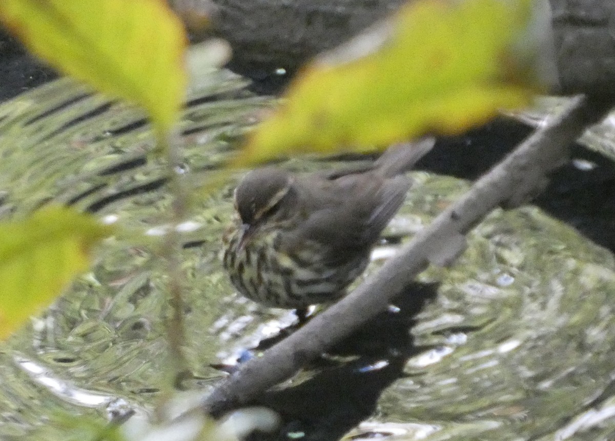 Northern Waterthrush - ML644072722