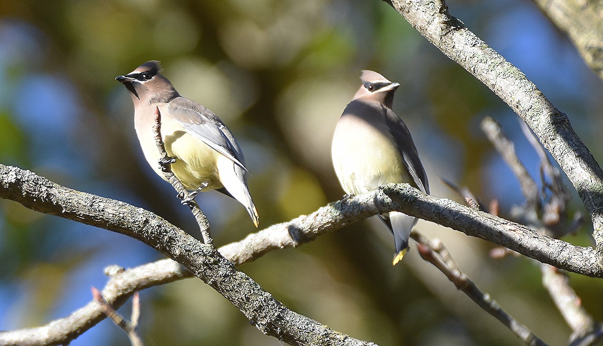 Cedar Waxwing - ML644072723