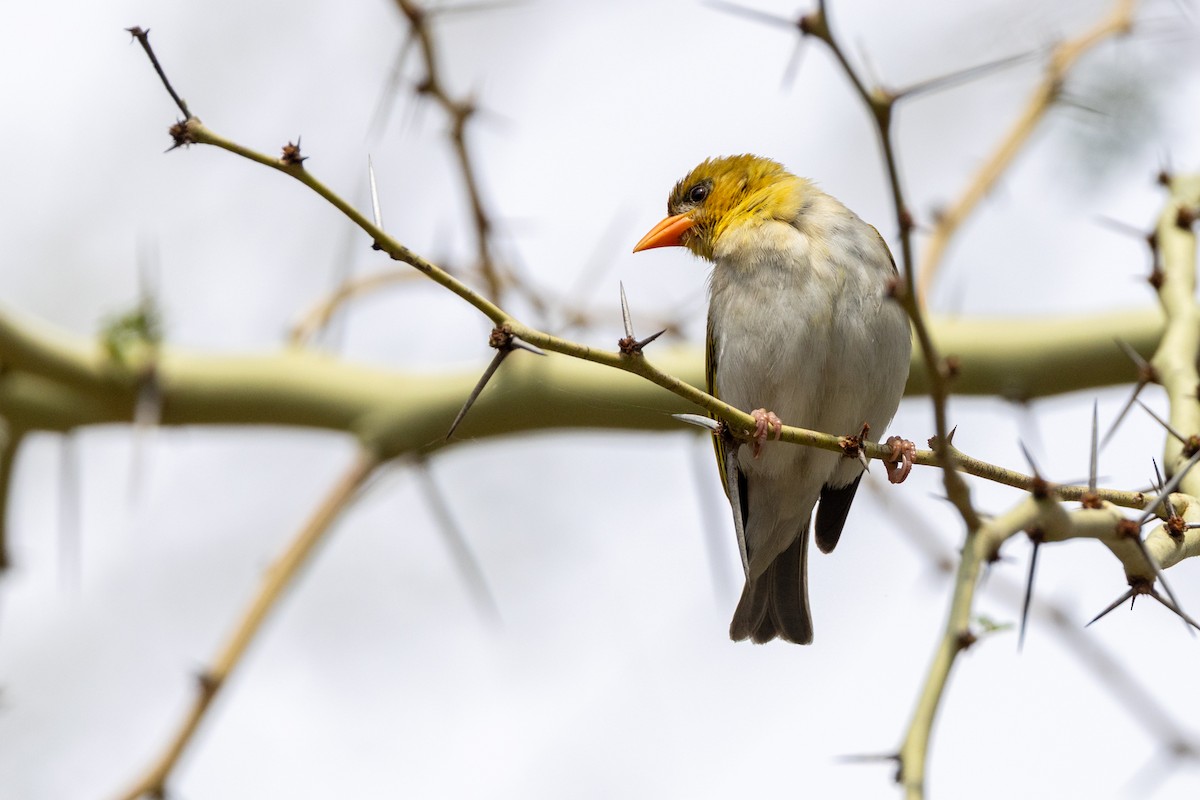 Red-headed Weaver - ML644072725