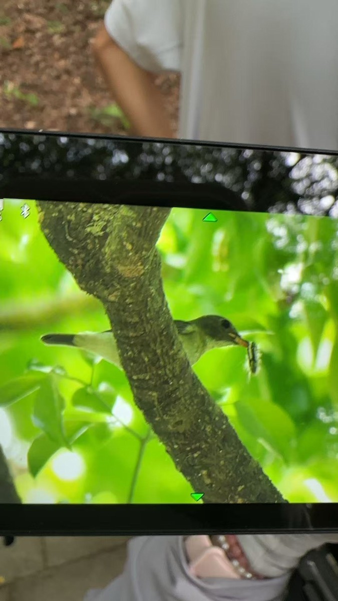Brown-chested Jungle Flycatcher - ML644072730
