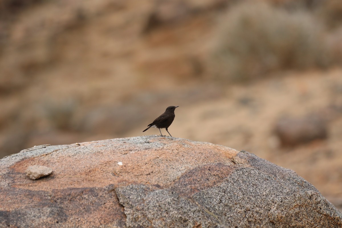 Mountain Chat - ML644072743