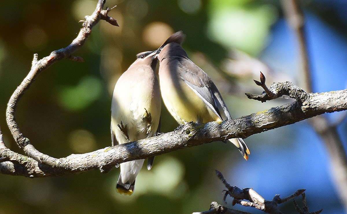 Cedar Waxwing - ML644072749