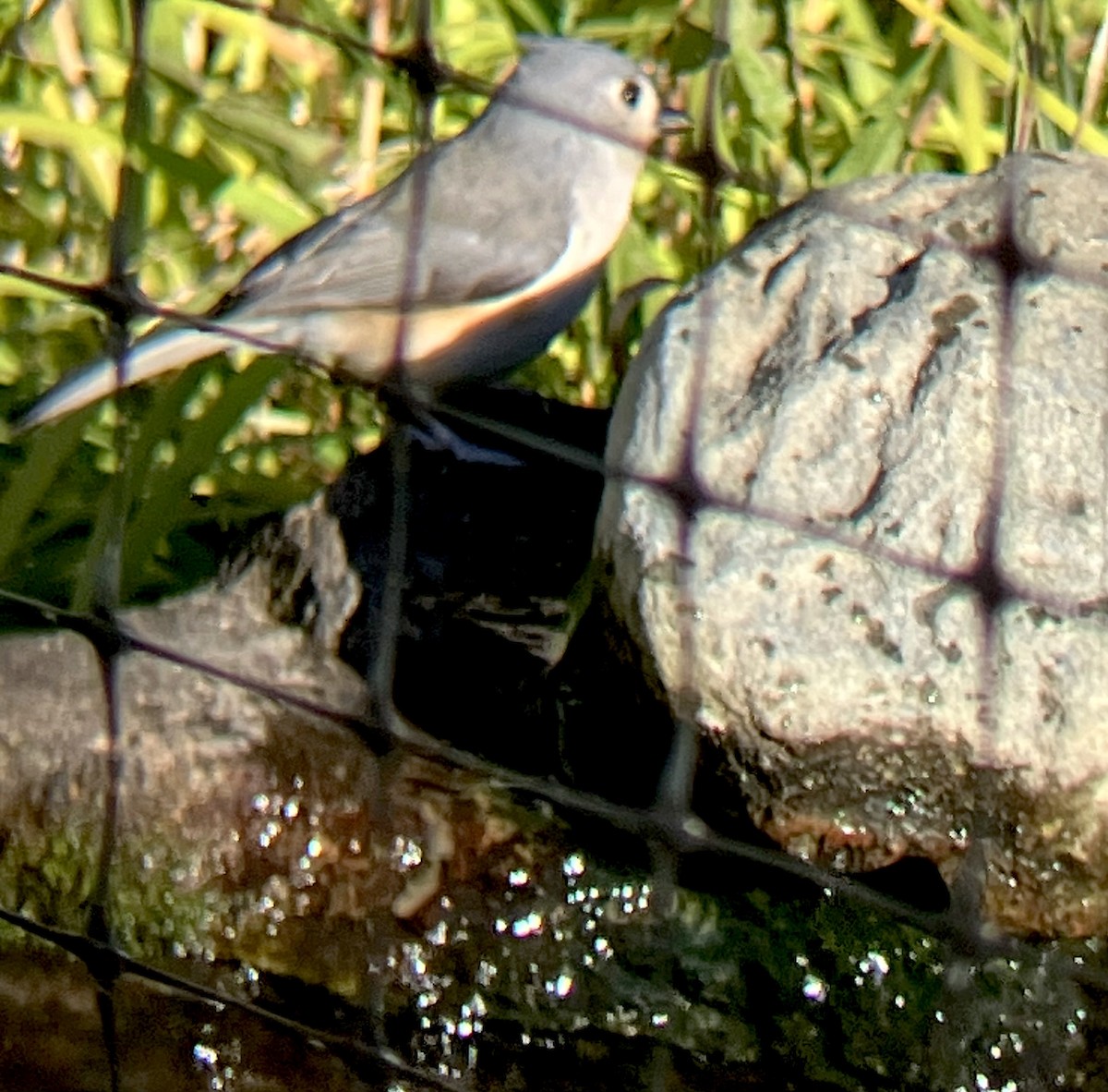 Tufted Titmouse - ML644072753