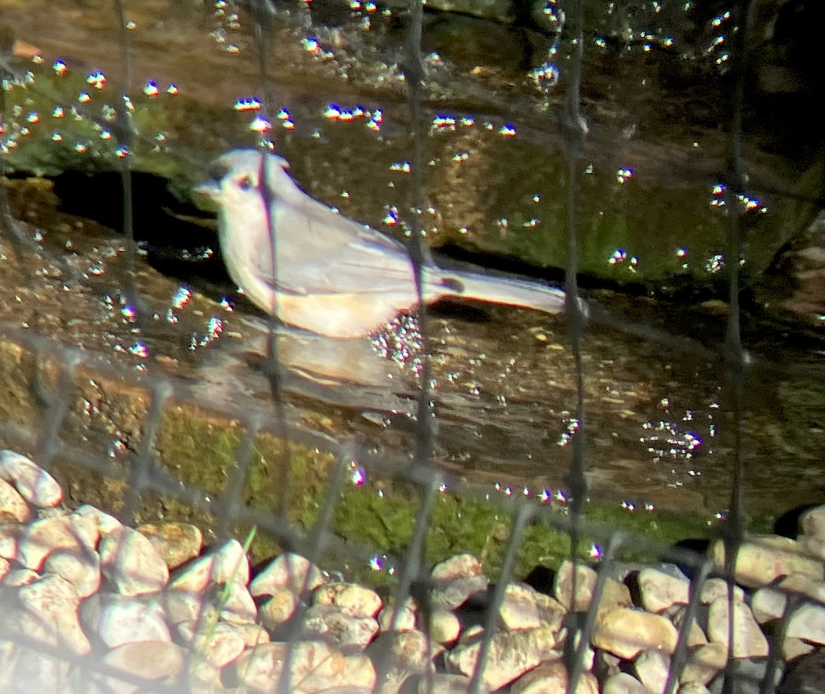 Tufted Titmouse - ML644072754
