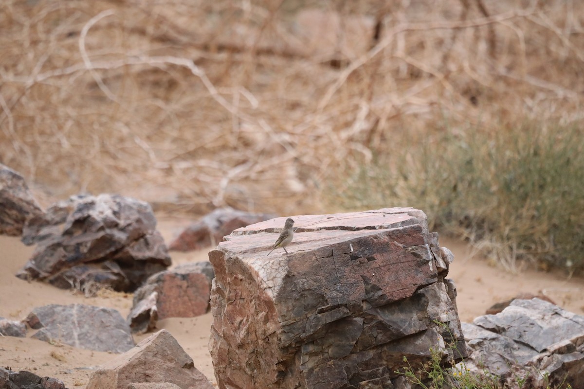 White-throated Canary - ML644072763