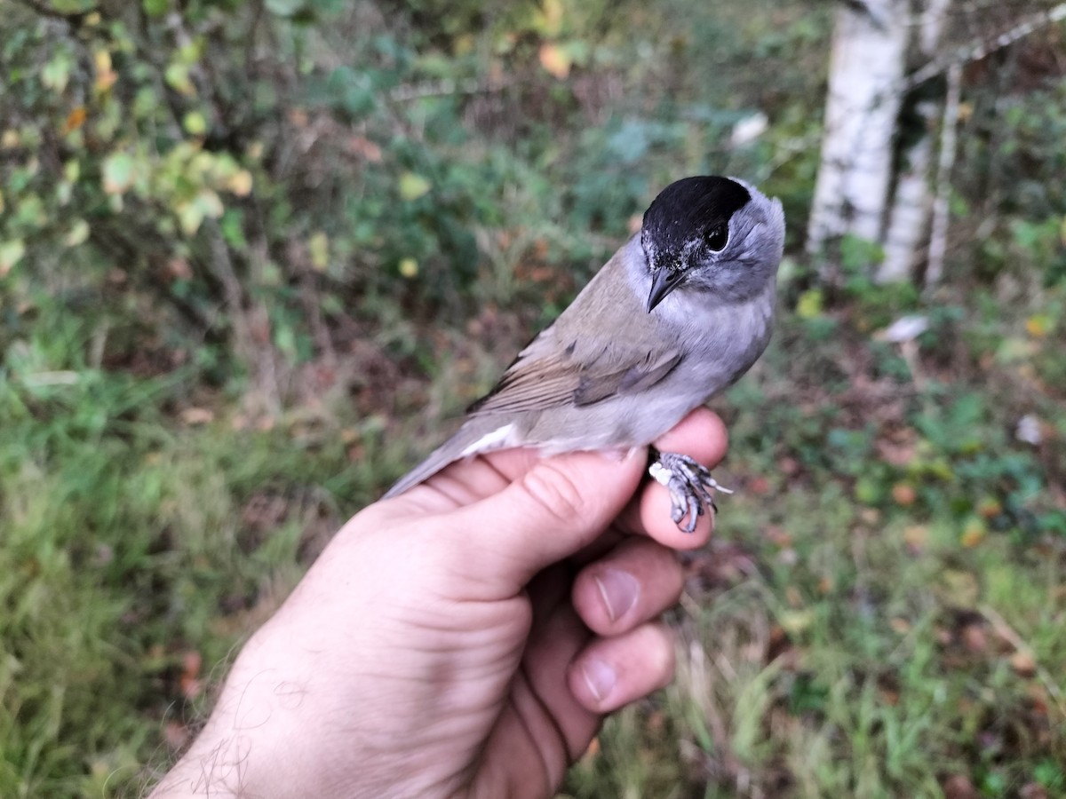 Eurasian Blackcap - ML644072764