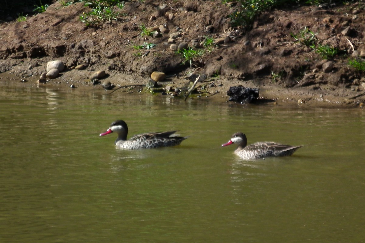 Canard à bec rouge - ML644072767