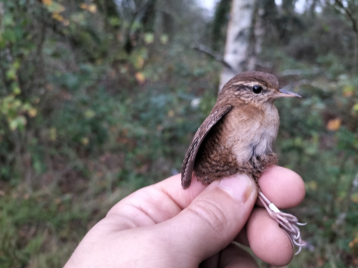 Eurasian Wren - ML644072768