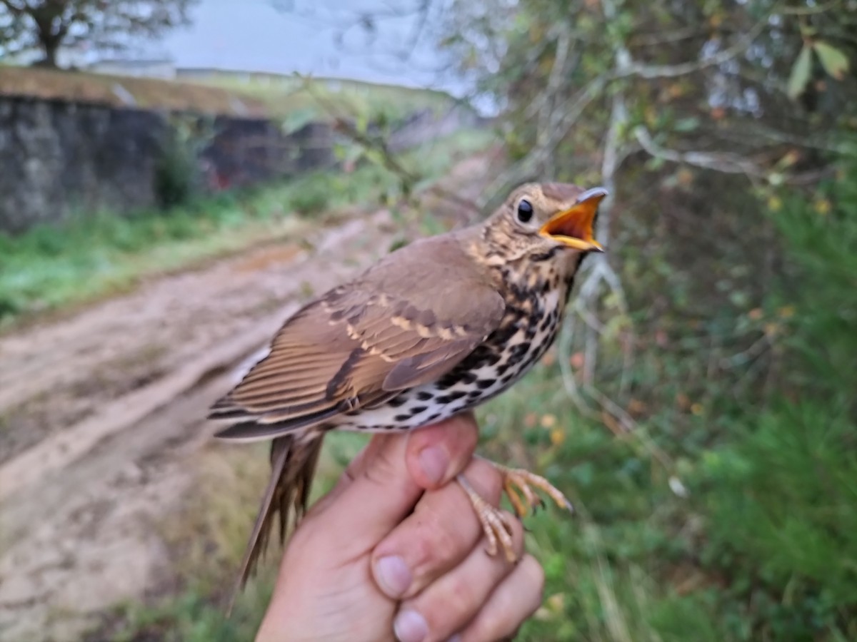 Song Thrush - ML644072774