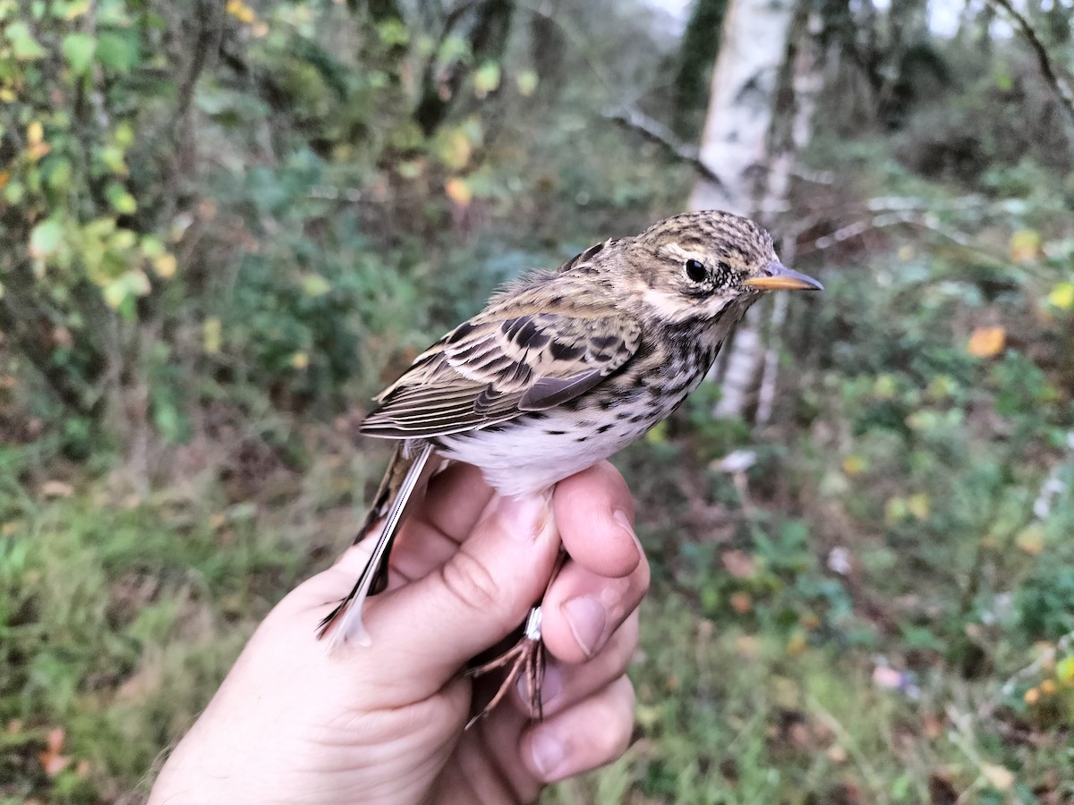 Meadow Pipit - ML644072778