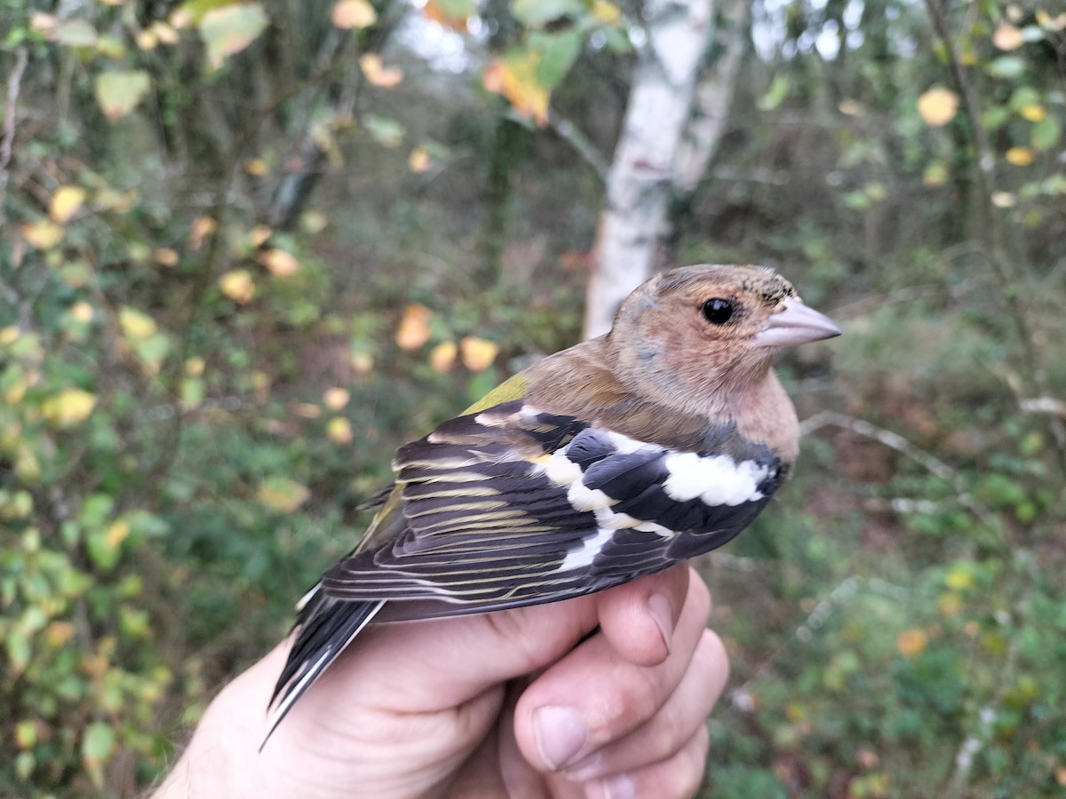 Common Chaffinch - ML644072782